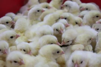 Сельхозпредприятиям Красноярского края компенсируют затраты на приобретение племенного материала