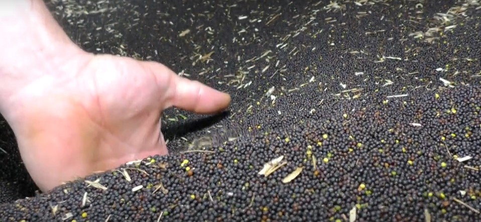 Программа "О хлебе насущном": «чёрное золото» сибирских полей