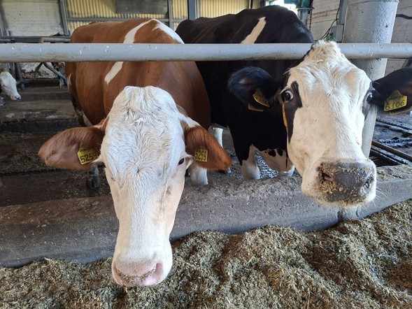 15 начинающих фермеров в Красноярском крае получат гранты на развитие своего дела