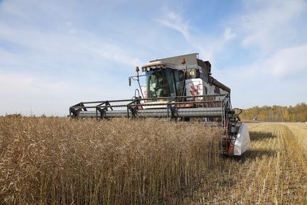 В Красноярском крае стартовала уборочная кампания