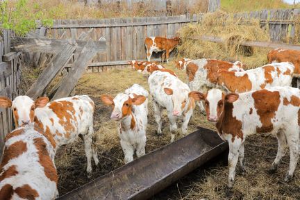 До 8 млн рублей от государства могут получить начинающие фермеры в Красноярском крае