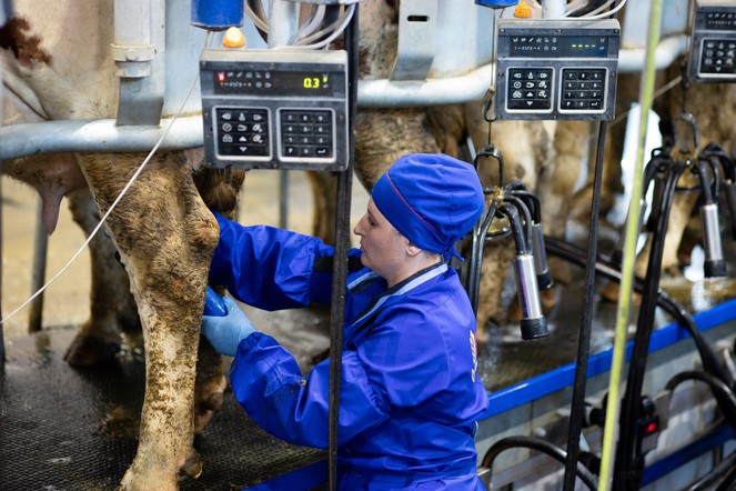 XXXI Краевой конкурс операторов машинного доения коров.