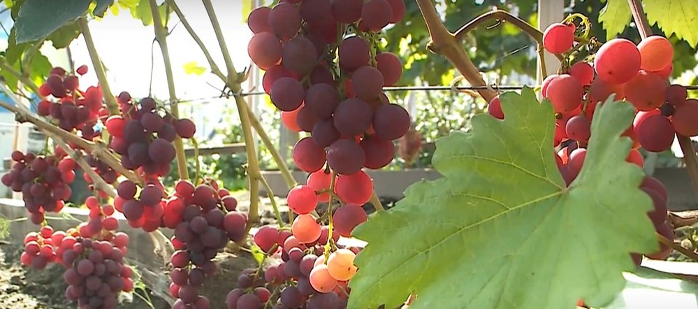 Программа "О хлебе насущном": 50 сортов винограда в Красноярске, а также российская пшеница против импортной