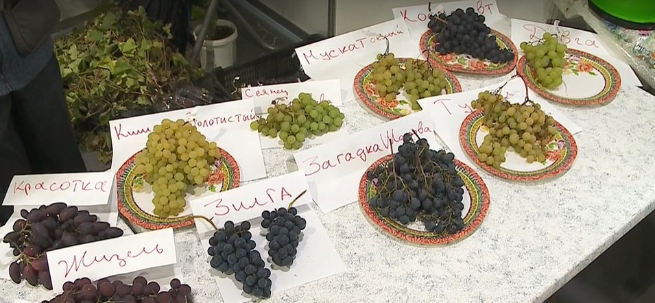 Программа "О хлебе насущном": рекордный урожай моркови; секреты садоводства