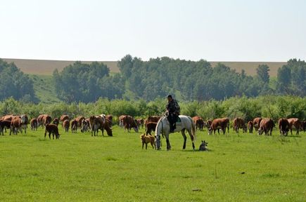 Сельхозкооперативы Красноярского края получили по нацпроекту 29,5 миллиона господдержки