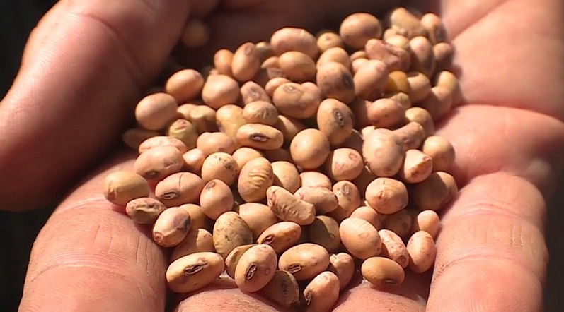 Программа "О хлебе насущном": как выращивают сою в Сибири