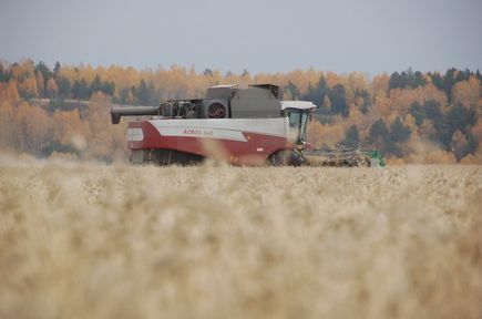 Аграрии Красноярского края получат 207 миллионов рублей на производство и сбыт зерновых