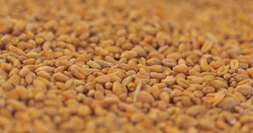 Программа "Знак земли": аграрии перешагнули "экватор" уборочной