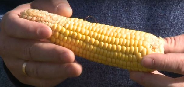 Программа "О хлебе насущном": второе пришествие кукурузы в Сибири