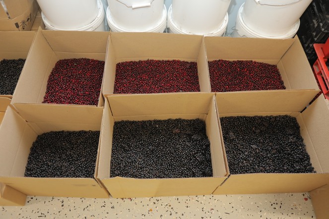 Сельхозкооператив в Новосёловском районе выиграл грант на закуп и переработку дикоросов