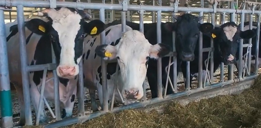 Программа "О хлебе насущном": цифровой коровник, общежитие для студентов сельхозтехникума