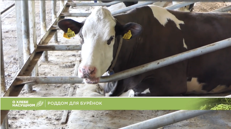 В селе Устьянск построили новый роддом для буренок