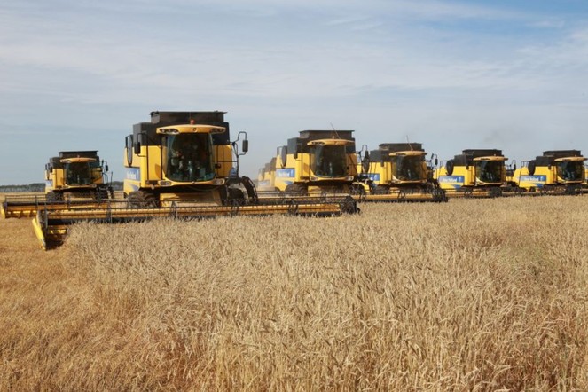 Более 20 лет Красноярский край лидирует в Сибири по урожайности зерновых и зернобобовых культур