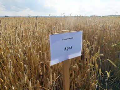 Испытанные в Красноярском крае 34 сорта сельхозкультур предложили включить в Госреестр
