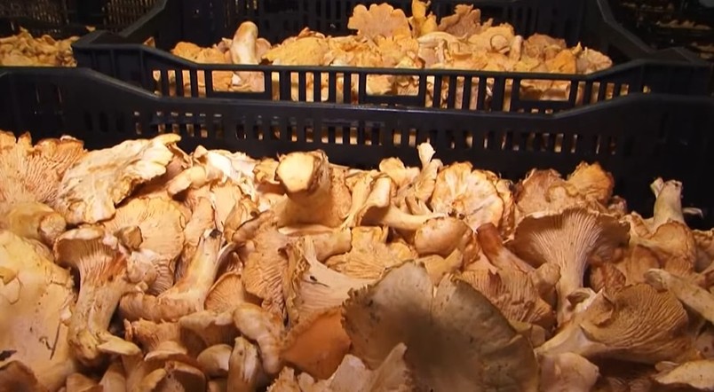 Программа "О хлебе насущном" (13.08.2022)