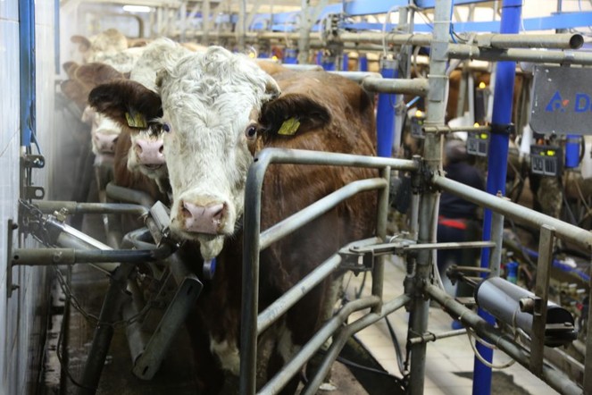 Агропромышленный комплекс Красноярского края получит дополнительно около 82 миллионов рублей