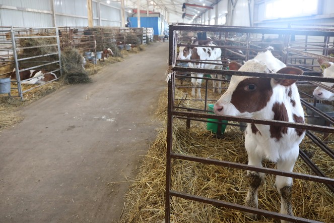 К 2025 году в Красноярском крае планируется реализовать девять инвестпроектов в АПК