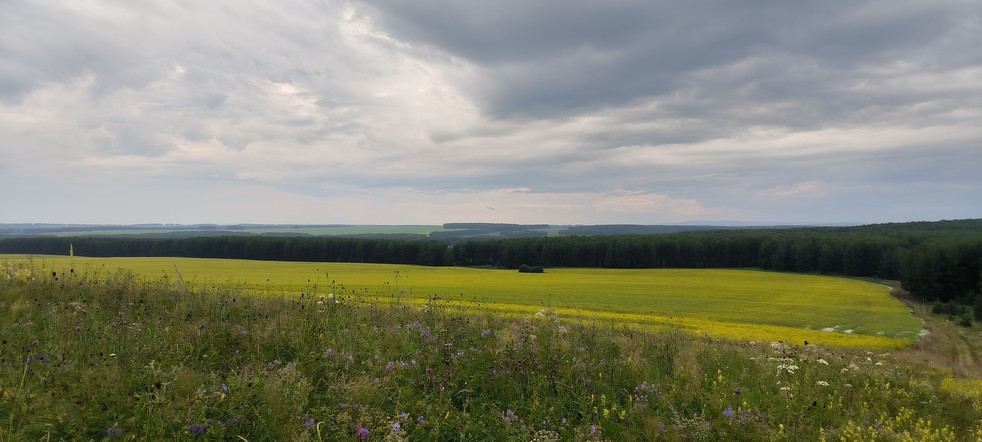 В Красноярском крае посевные площади под рапсом вырастут почти на четверть