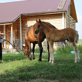 Малому агробизнесу Красноярского края предлагают гранты на развитие туризма, народного ремесла и открытие общепита