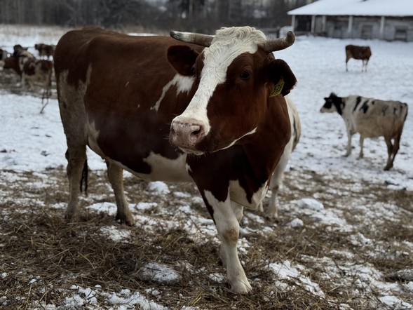 Потребительские кооперативы АПК получат из краевого бюджета около 52 млн рублей на закупку молока и мяса