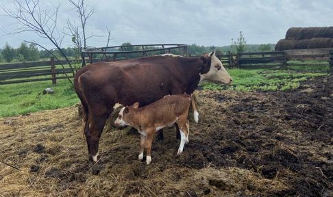 «С господдержкой проще»: фермеры Красноярского края осваивают гранты «Агростартап»