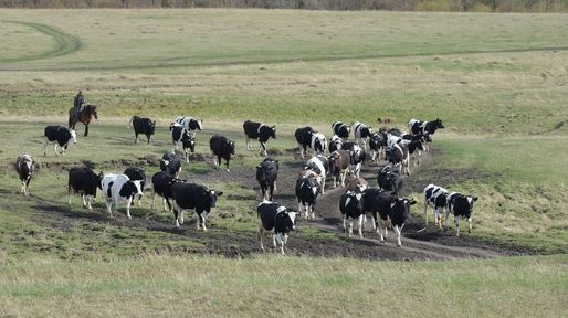 За пять лет сельхозкооперативы края получили 740 миллионов рублей на закупку у владельцев личных подворий молока и мяса