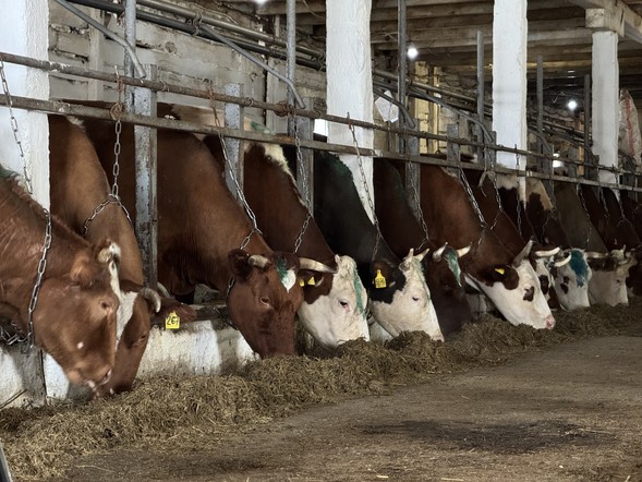 Сельхозтоваропроизводителям Красноярского края возместят часть затрат на агрострахование