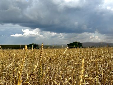 Аграрии Красноярского края собрали более миллиона тонн зерна