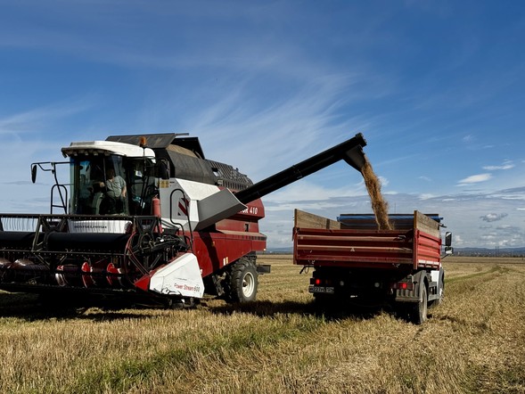 Аграриям Красноярского края возместят затраты на производство и реализацию зерновых