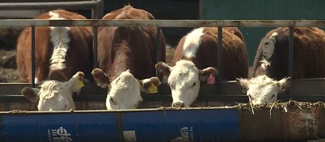 Программа "О хлебе насущном": как горожане занялись сельским хозяйством, соревнования пахарей