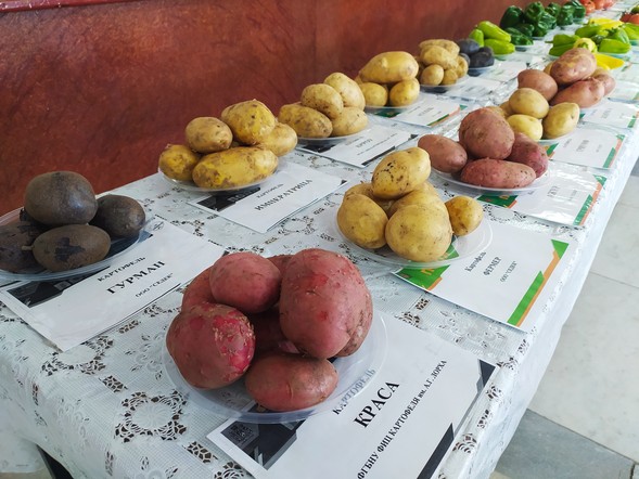 Программа "Знак земли": перспективы развития в крае картофеле- и овощеводства