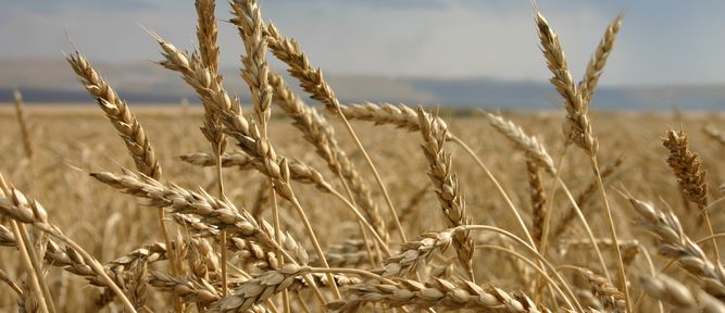 Всероссийский форум «Русское поле – 2024»