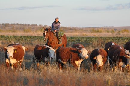 Фермеры Красноярского края получили 90 миллионов рублей на создание и развитие агробизнеса