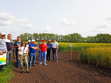 Красноярский аграрный университет презентовал научный видеоотчет о достижениях вуза в растениеводстве "День поля - 2022"