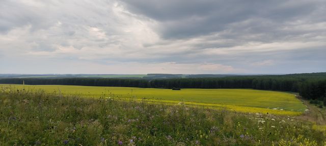 В Красноярском крае посевные площади под рапсом вырастут почти на четверть