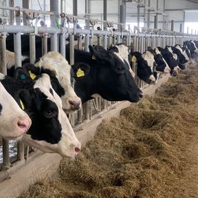 Сельхозпредприятия Красноярского края делают ставку на высокоудойных коров голштинской породы