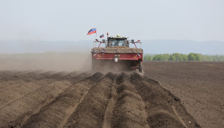 Производители картофеля и овощей в Красноярском крае получили более 37 миллионов господдержки