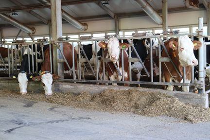 Племенным животноводческим хозяйствам Красноярского края окажут поддержку