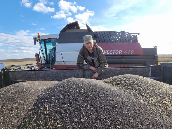 Аграрии Красноярского края получат господдержку на производство масличных культур