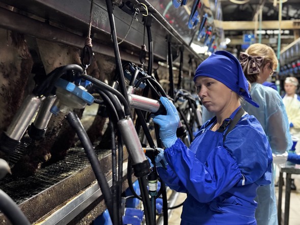 В Красноярском крае определили лучших операторов машинного доения коров