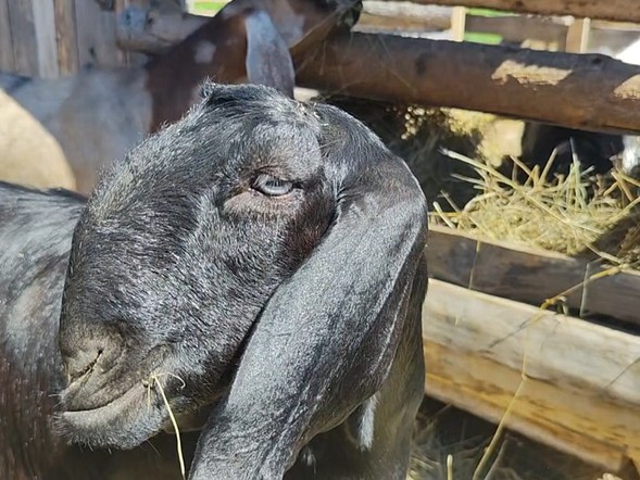 Камерунские малыши, зааненские аристократки и длинноухие пакистанцы