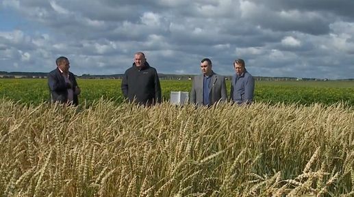 Программа "О хлебе насущном": на что способны современные комбайны?