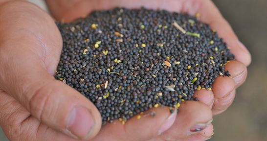 Инвестиционные проекты в АПК Красноярского края получат 627 миллионов господдержки