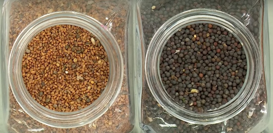 Программа "О хлебе насущном": достижения аграриев в производстве рапса