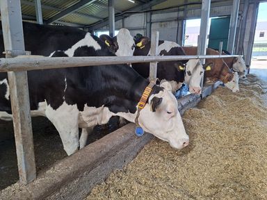 Аграриям Красноярского края возместят часть затрат на племенной материал