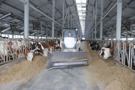 Александр Усс оценил работу животноводческого комплекса в посёлке Синеборск Шушенского района