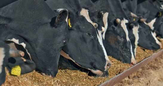 Хозяйства края получат на производство молока 378,6 миллиона рублей