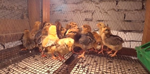 Программа "О хлебе насущном": Мини-птицеферма в огороде, технологии сыроделия