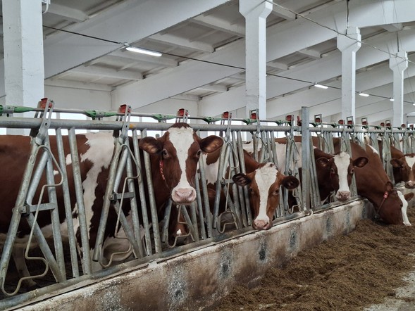 Аграриям Красноярского края возместят часть затрат на производство молока