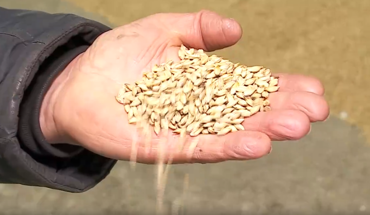 В крае запустили обратный отсчет до посевной